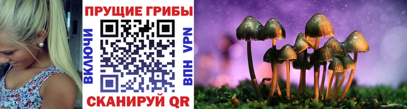 магазин  наркотиков  Мичуринск  Псилоцибиновые грибы Psilocybe 